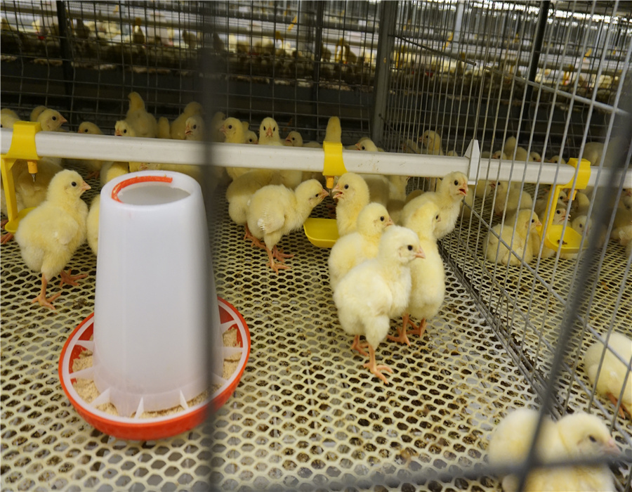 Chicken Cage Equipment 4