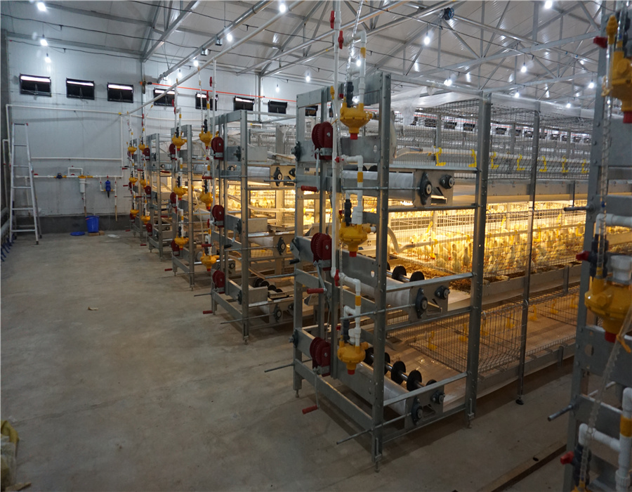 Chicken Cage Equipment 1