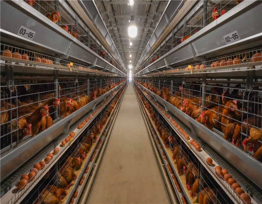 Interior view of chicken coop