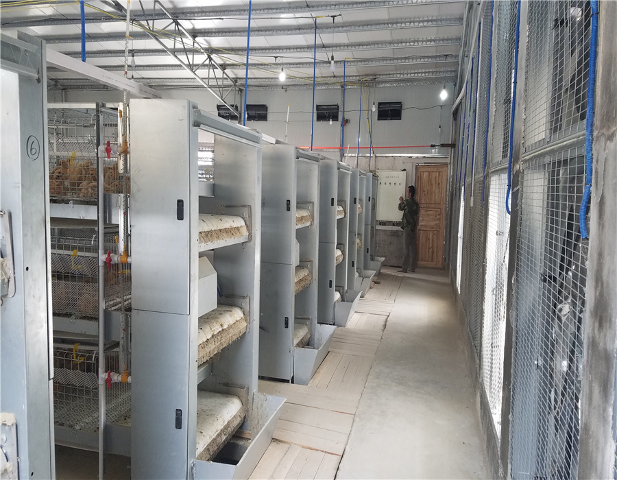 Chicken Cage Equipment 3