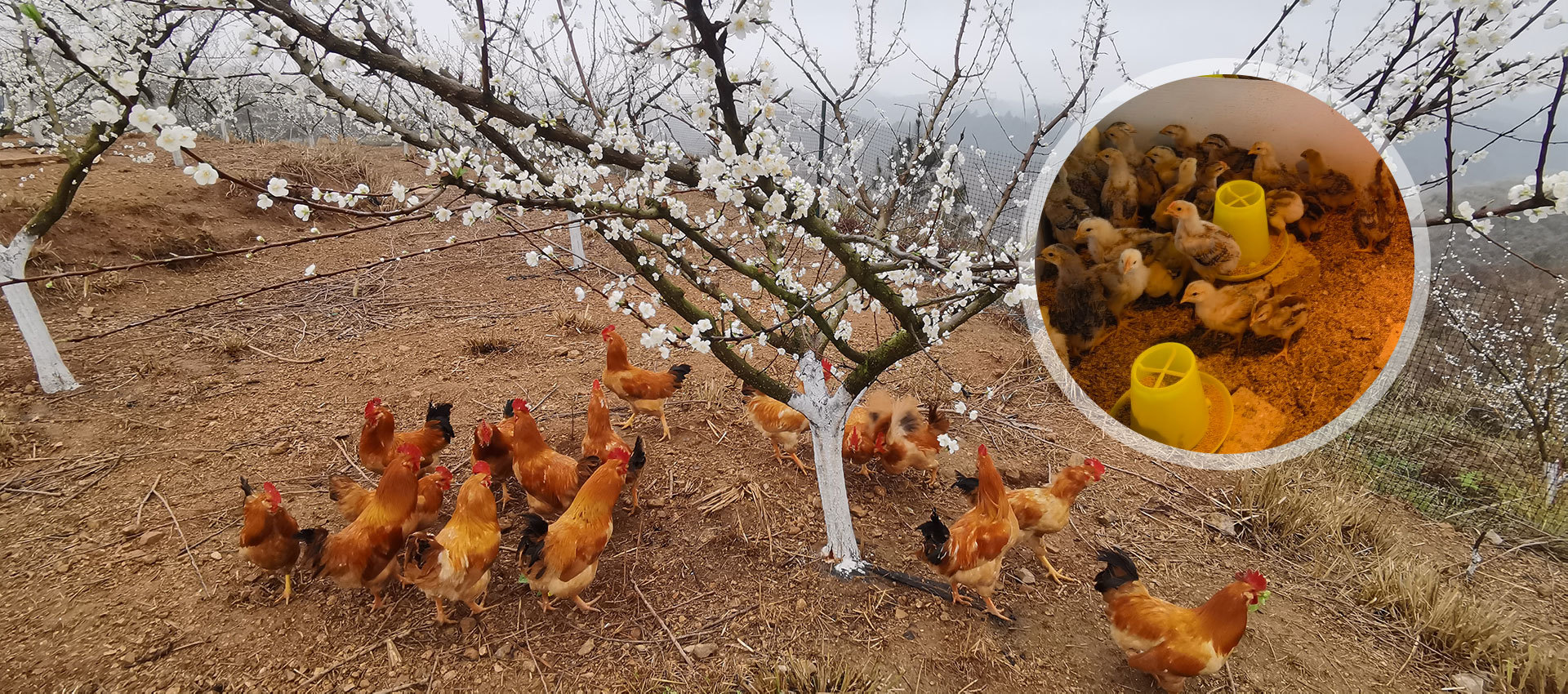 跑山雞 / 生態(tài)豬認(rèn)養(yǎng) 跑山雞 / 生態(tài)豬認(rèn)養(yǎng)