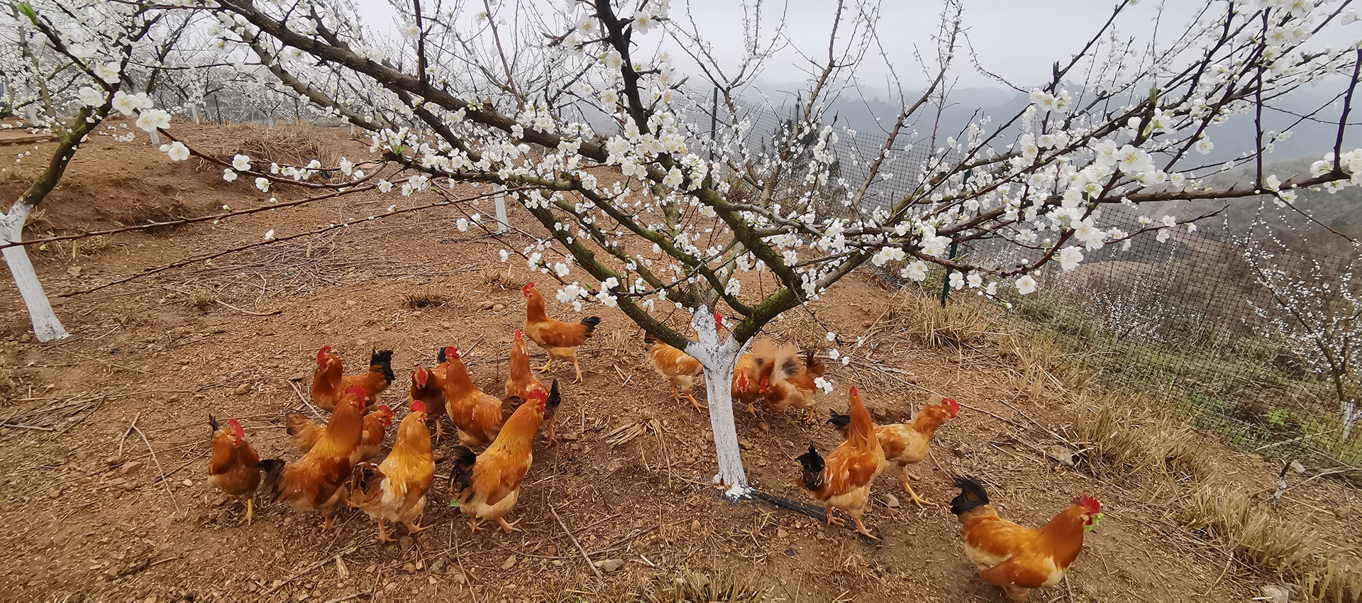 跑山雞/生態(tài)豬認(rèn)養(yǎng)