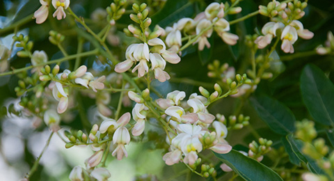 Sophora Japonica Series