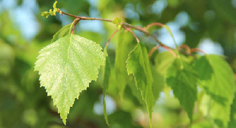 Mulberry Leaf Series