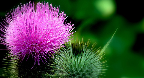 Milk Thistle Series