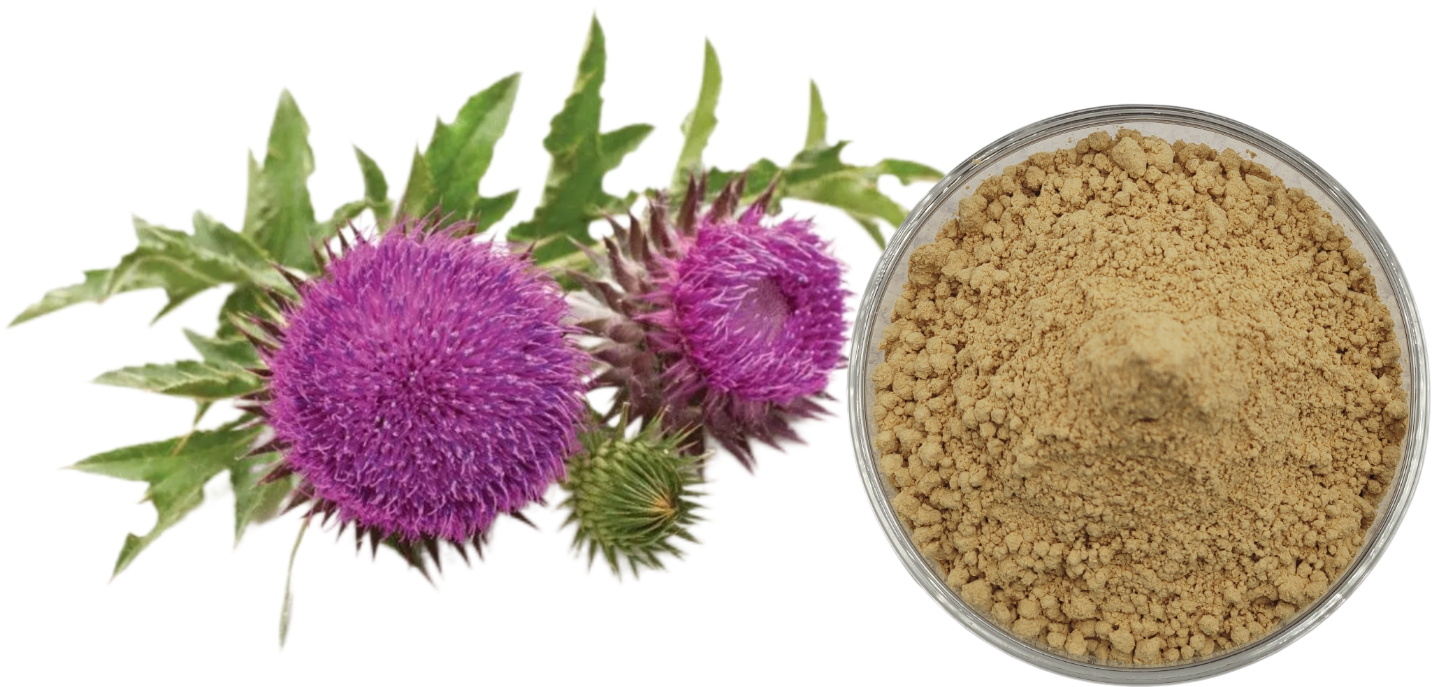 Silymarin
