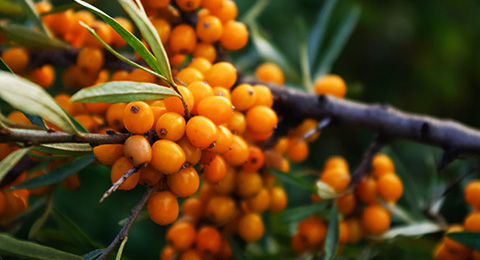 Sea Buckthorn Series