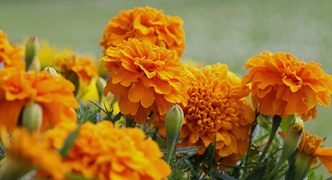 Marigold Series