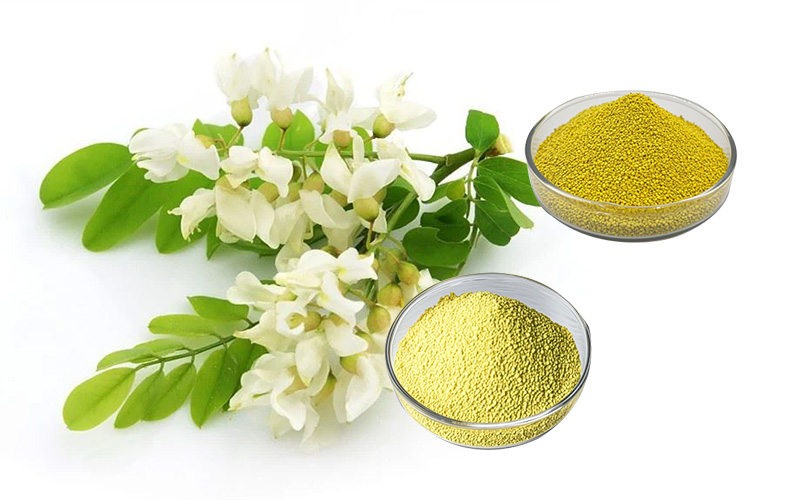 Sophora Japonica Series