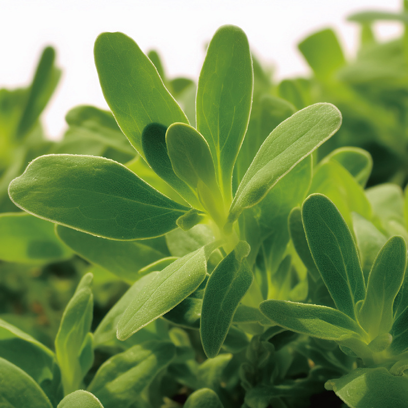 Ben-072S Purslane Fermentation Stock