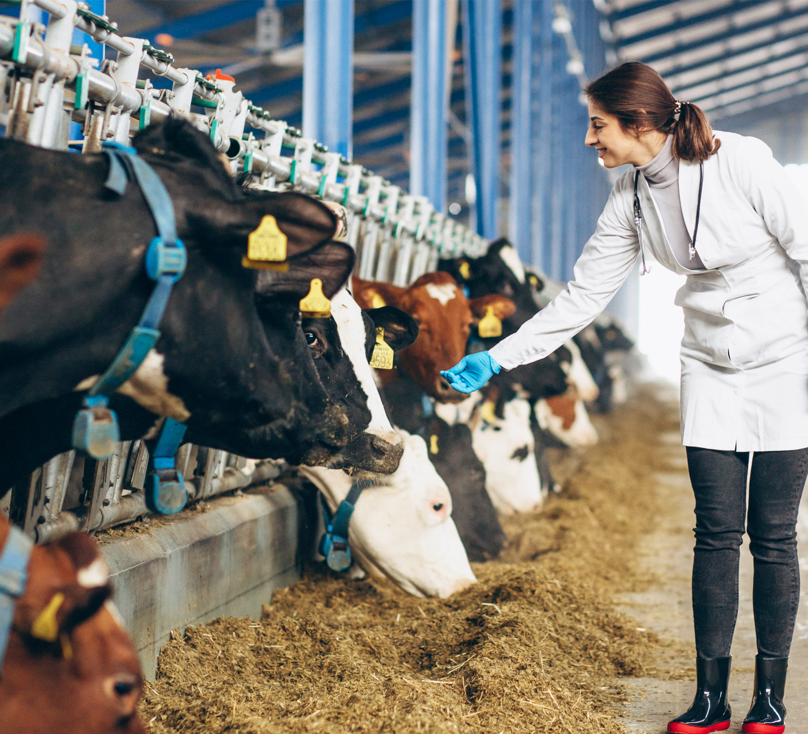 Livestock equipment Livestock equipment