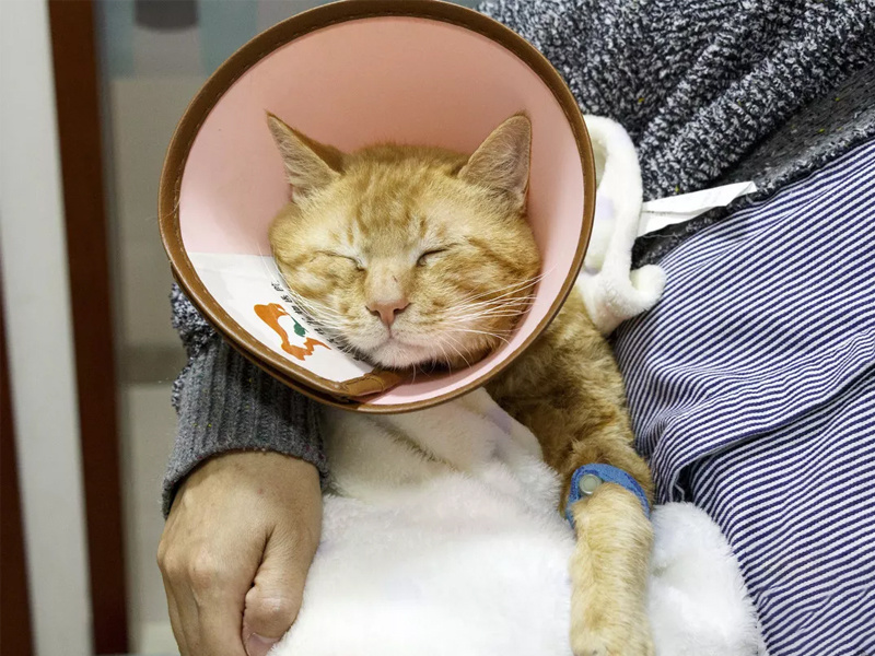 Holding the line for your pet's health