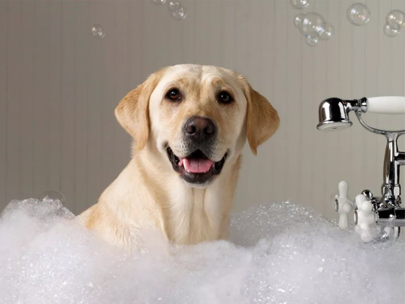 Revolutionizing Pet Care: The Innovative Pet Bath Pool