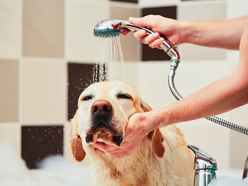 Pet Bathtub Innovations: Transforming Bath Time into a Joyful Experience
