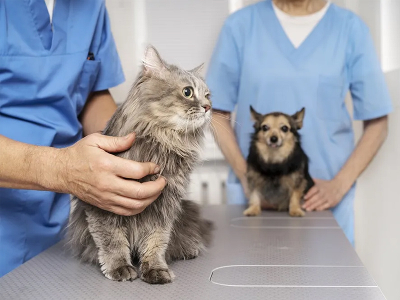 An Important Platform for Pet Rehabilitation and Treatment