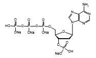 3’-O-Phosphorylated dATP
