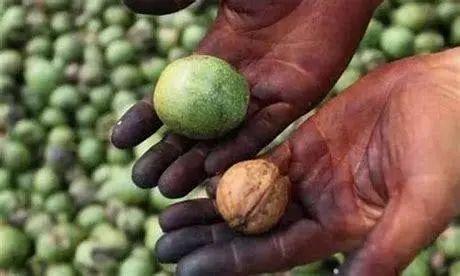 Do you know the little knowledge about walnuts?