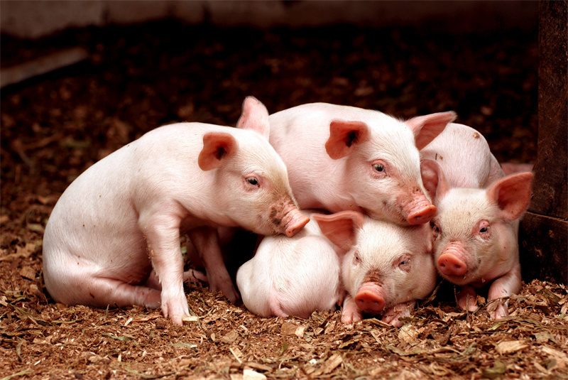 Causes and prevention measures of piglet weaning syndrome