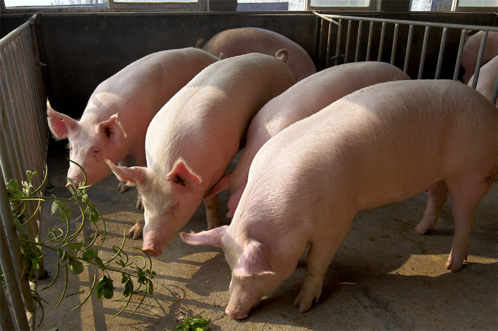What to feed to improve the meat quality of pigs - the effect of feed additives
