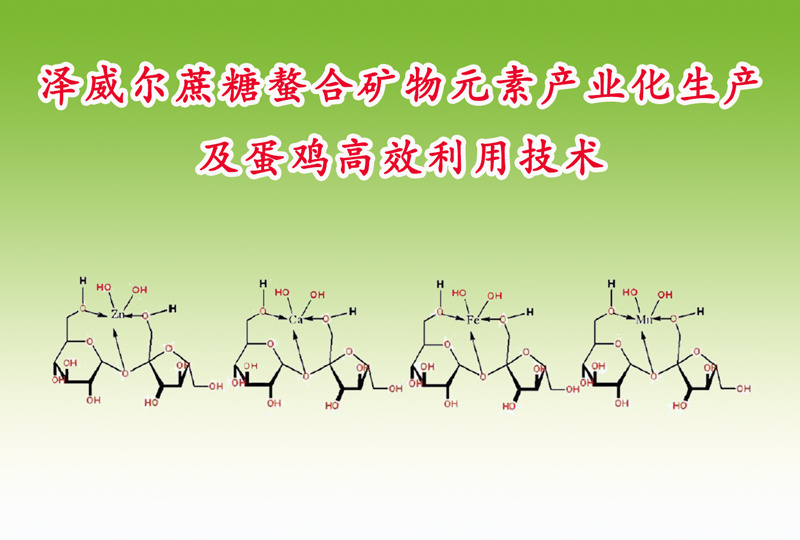 Four major technological innovations of Zewell's industrialized production of sucrose chelated mineral elements and efficient utilization technology for laying hens