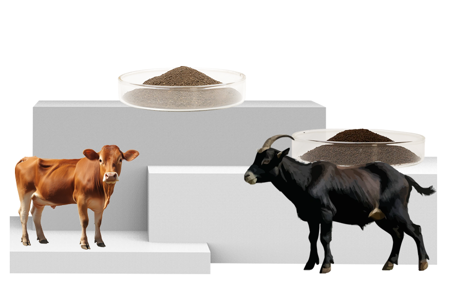 RUMINANT FEED ADDITIVES 