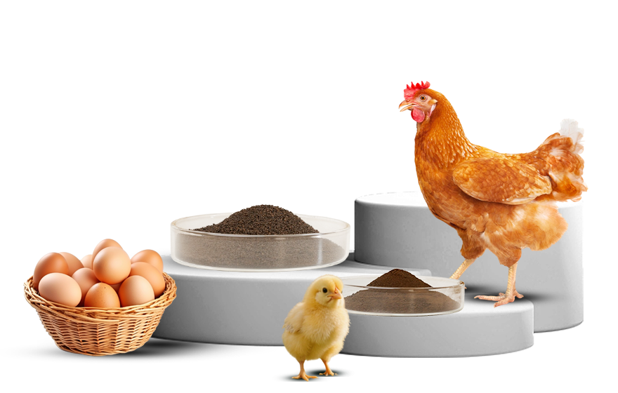 POULTRY FEED ADDITIVES 