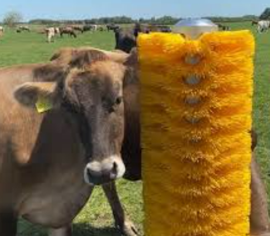 Cow Brushes: A Simple Tool to Boost Milk Yield and Cow Welfare