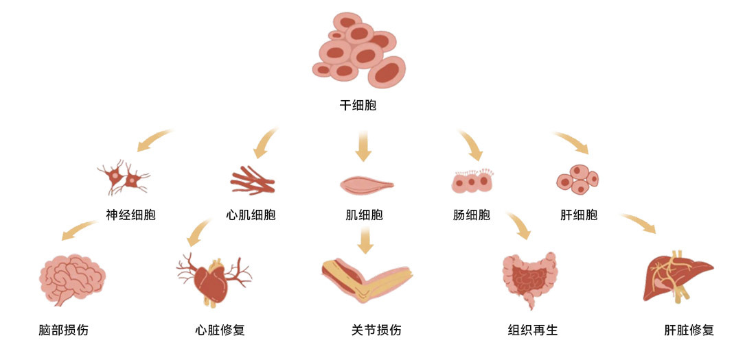 华仁医学科技