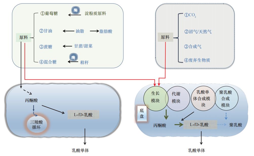 我国聚乳酸产业发展现状与对策研究