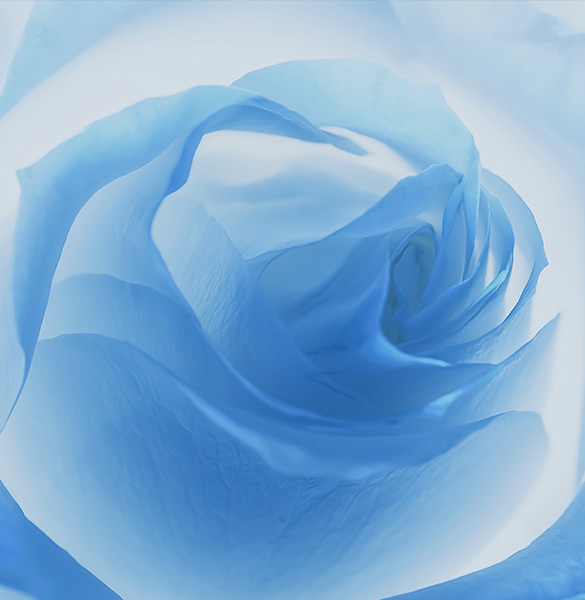 BLOOMING POTENTIAL BLOOMING POTENTIAL