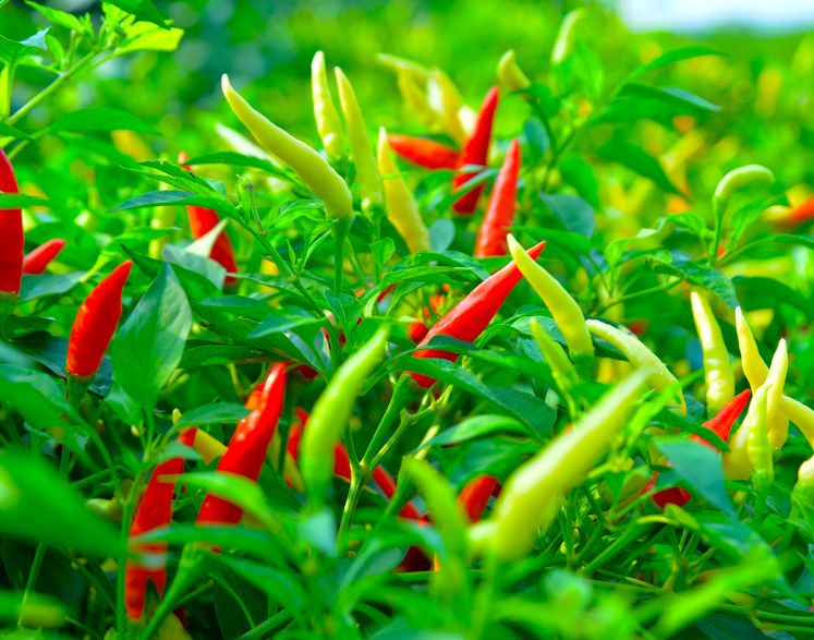 Tianbaofeng Agricultural Technology