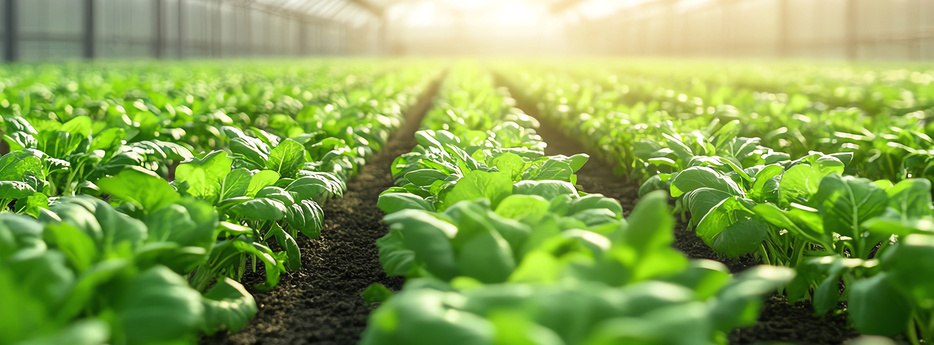 Tianbaofeng Agricultural Technology