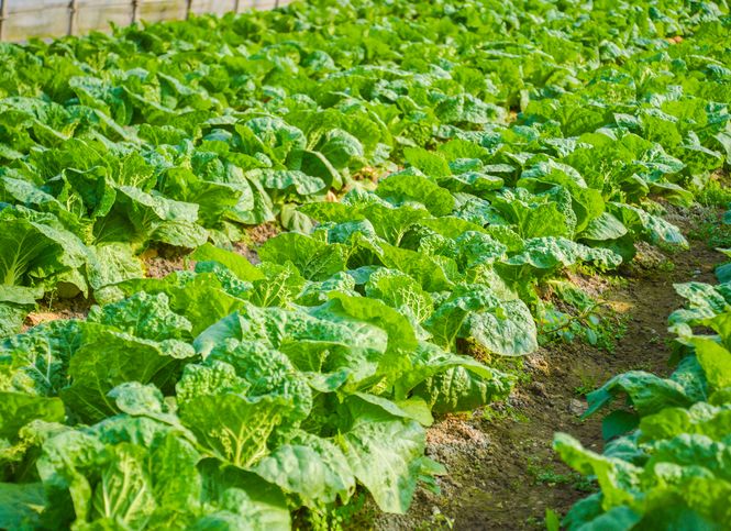 Tianbaofeng Agricultural Technology