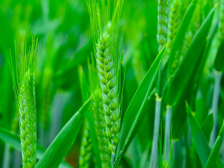 Tianbaofeng Agricultural Technology
