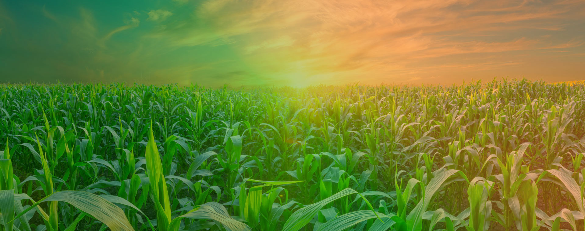 Global Expert in Corn Deep <br/>Processing Products