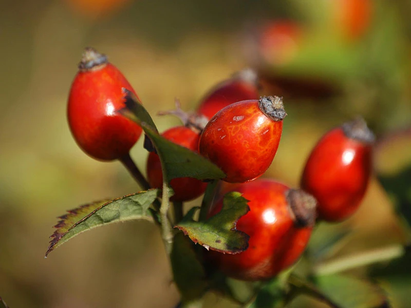 Rose Hip Oil Rose Hip Oil