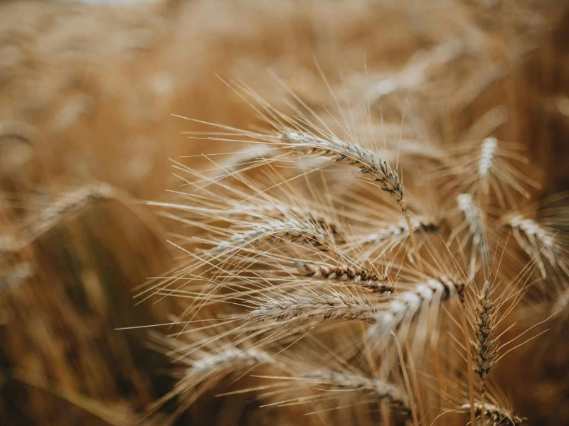 Wheat Germ Oil