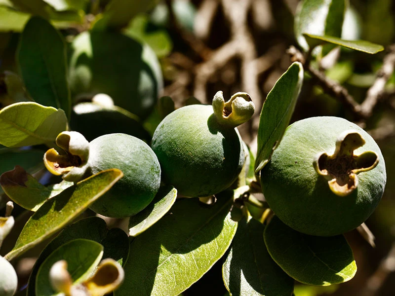 Jojoba Oil Jojoba Oil