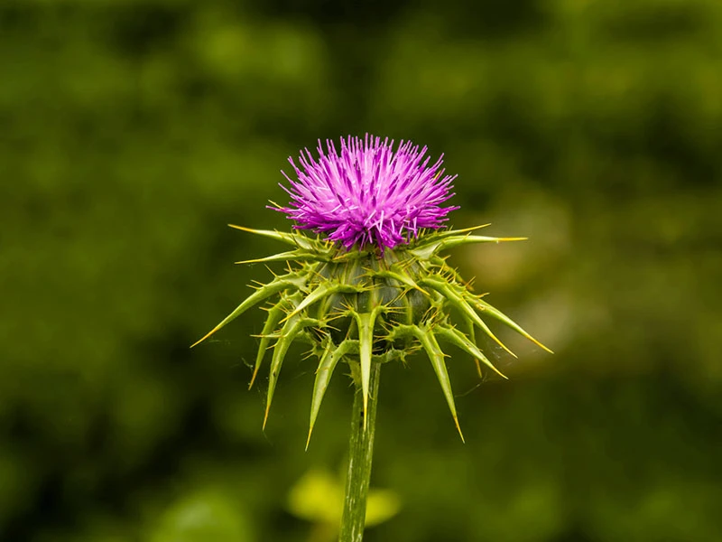 Silybum Marianum Seed Oil Silybum Marianum Seed Oil