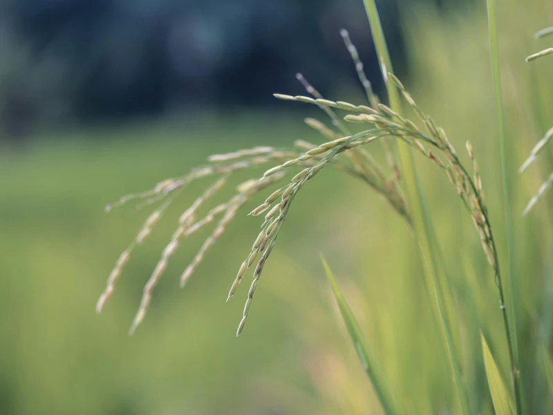 Rice Bran Oil