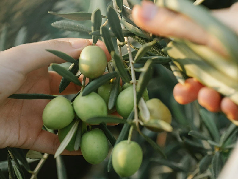 Extra Virgin Olive Oil Extra Virgin Olive Oil
