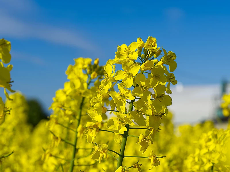 Low-Erucic acid Rapeseed Oil