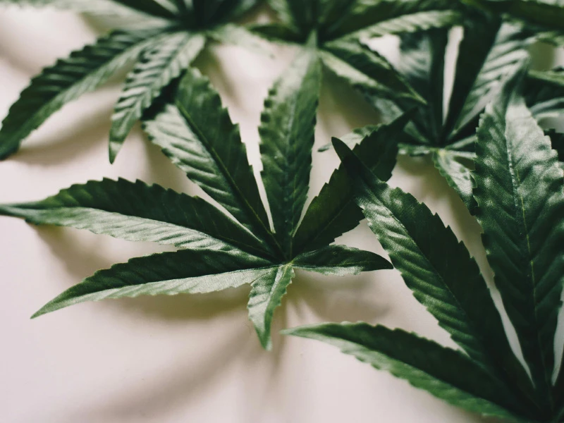 Hemp Seed Oil