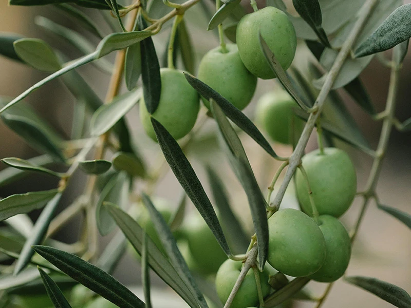 Olive Oil Olive Oil