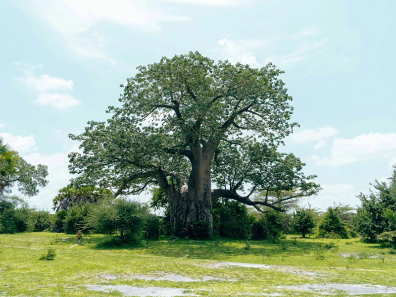Baobab Oil