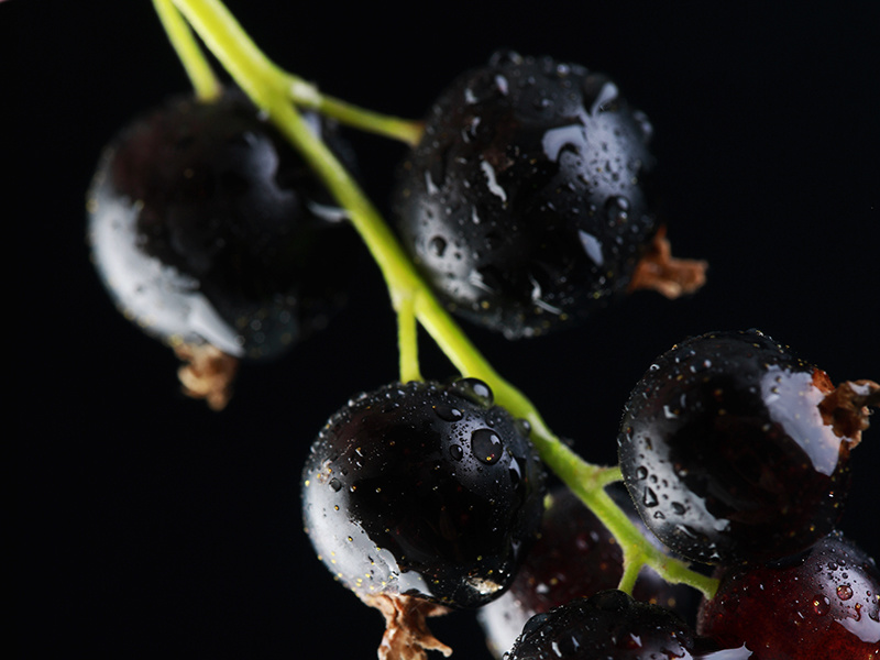 Blackcurrant Seed Oil