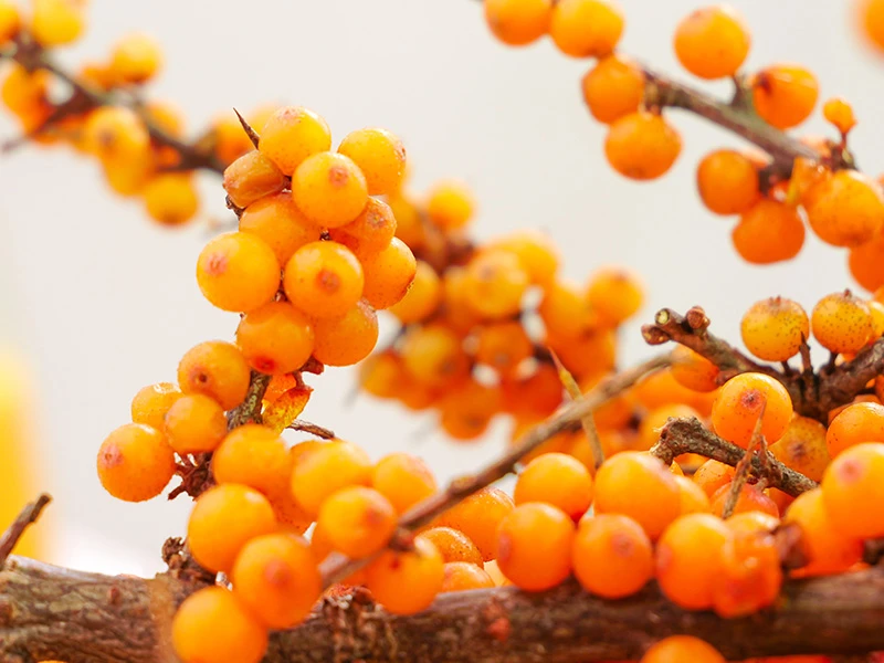 Sea Buckthorn Oil