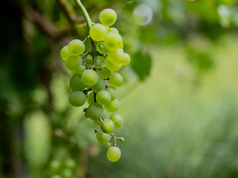 Grapeseed Oil