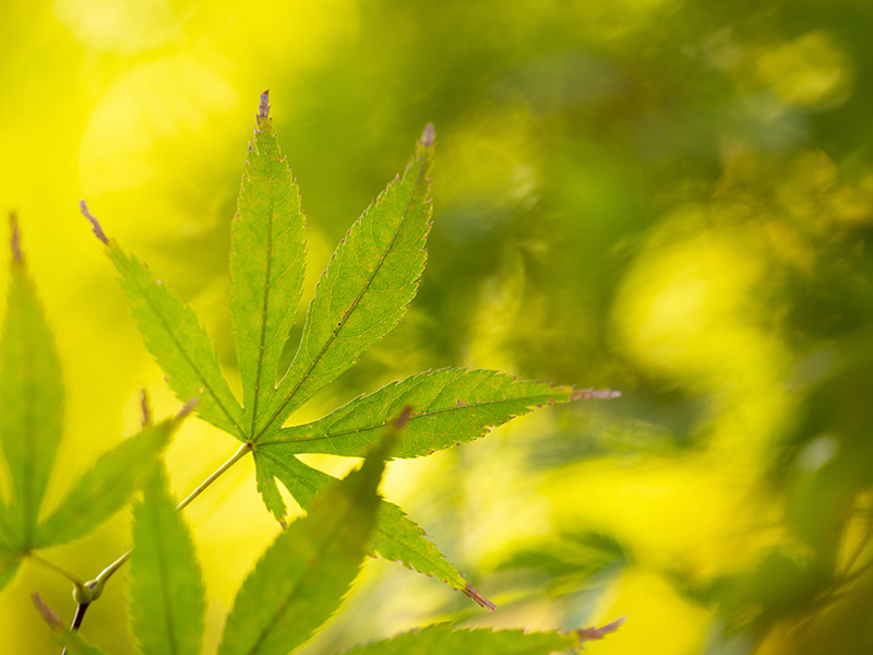 Acer Truncatum Bunge Seed Oil