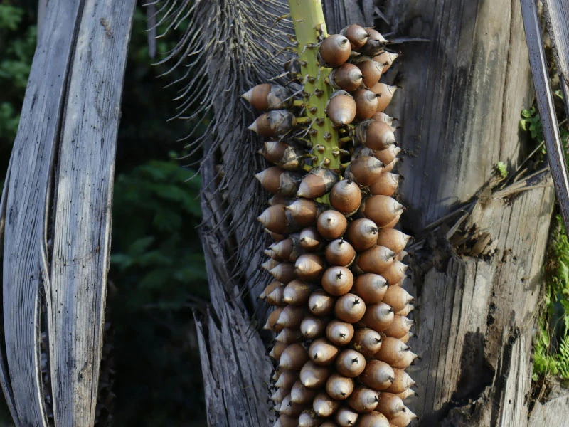 Babassu Oil Babassu Oil